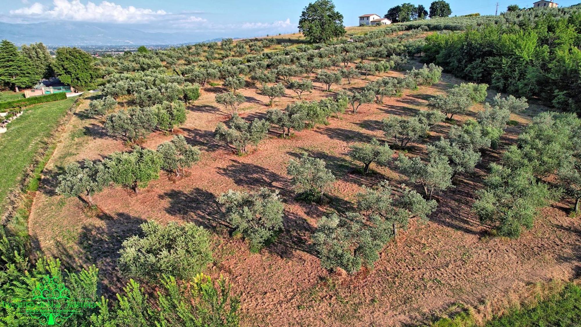 Agriturismo Incanto Della Natura Cannara Ngoại thất bức ảnh